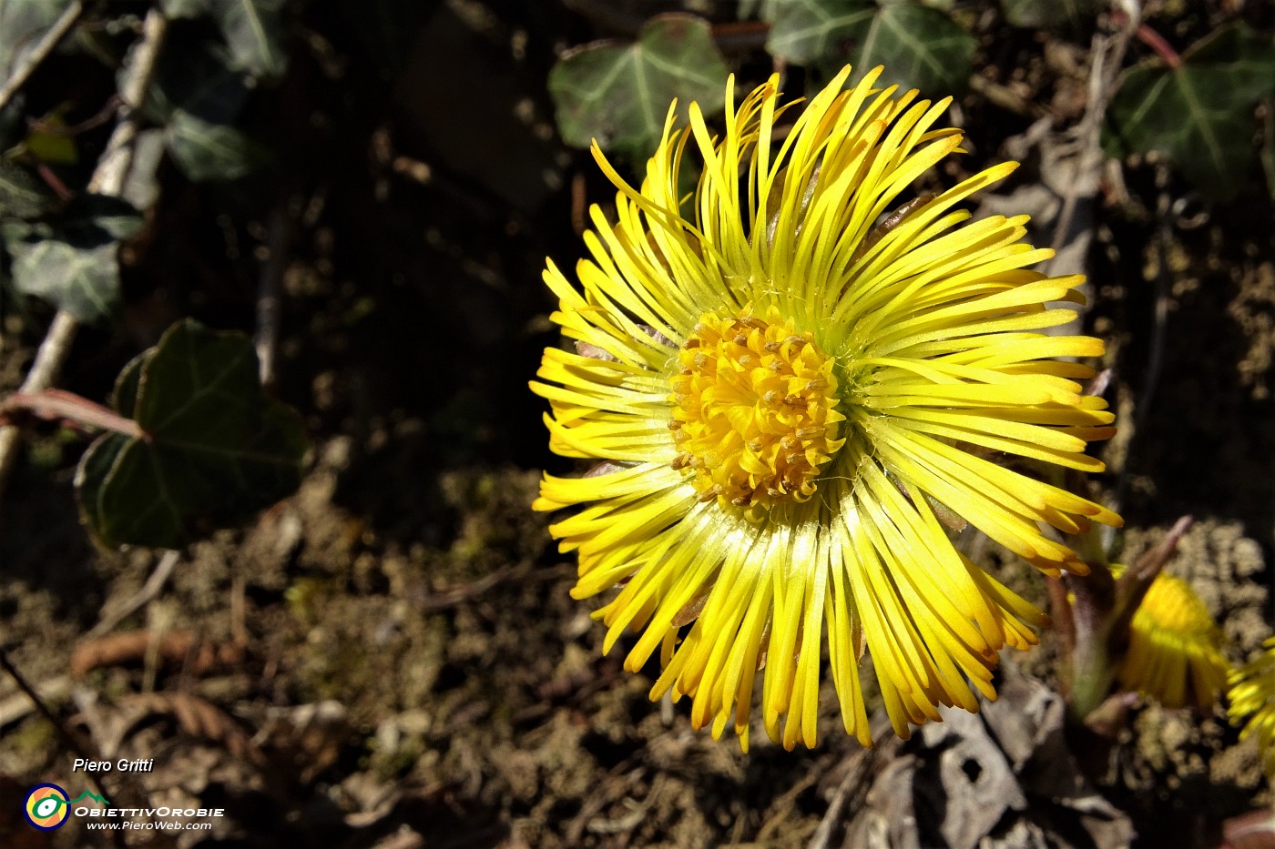 42 Il giallo primaverile in esplosione.JPG
